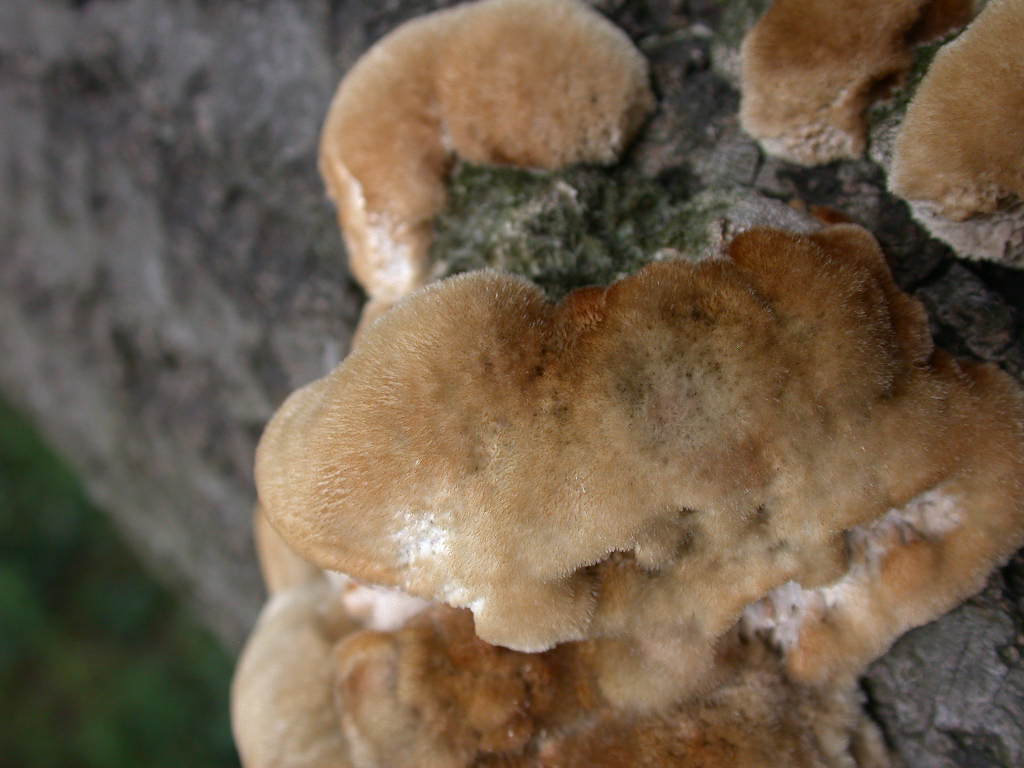 Un bellissimo peloseto ... QUIZ